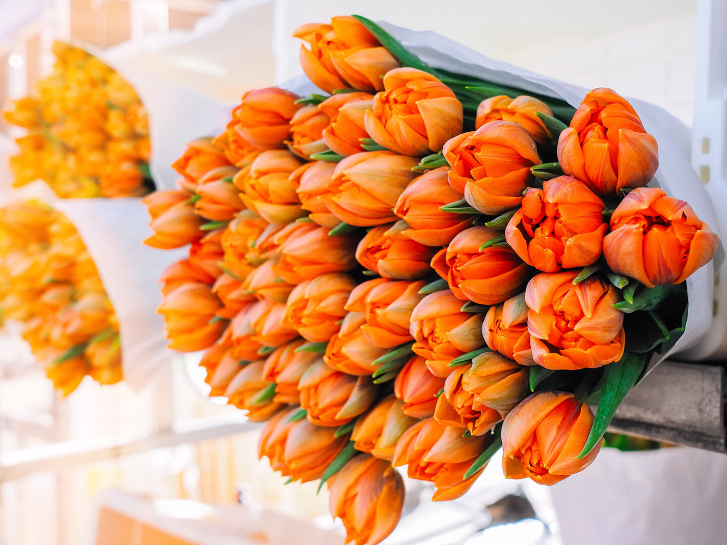 Amsterdam, sale of flowers in the flower market. Bouquets of various tulips.