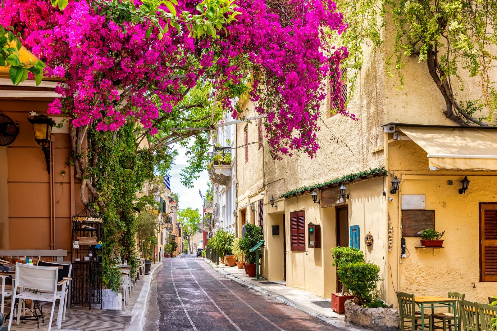 Vivid pink flowers overhanging a picturesque side street in Athens